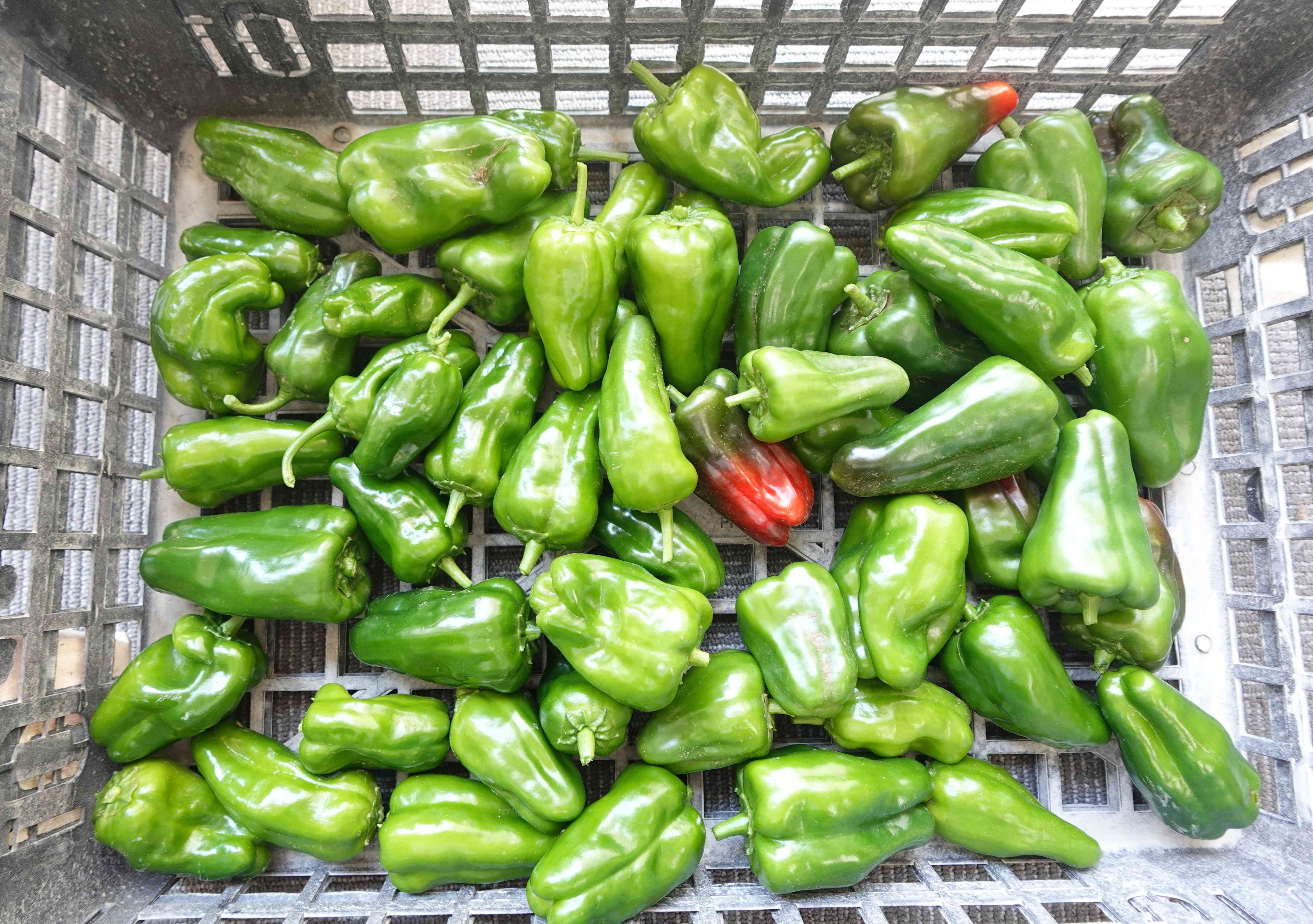 DSC08102
